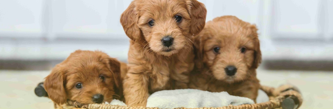 Glamour Pups Cover Image