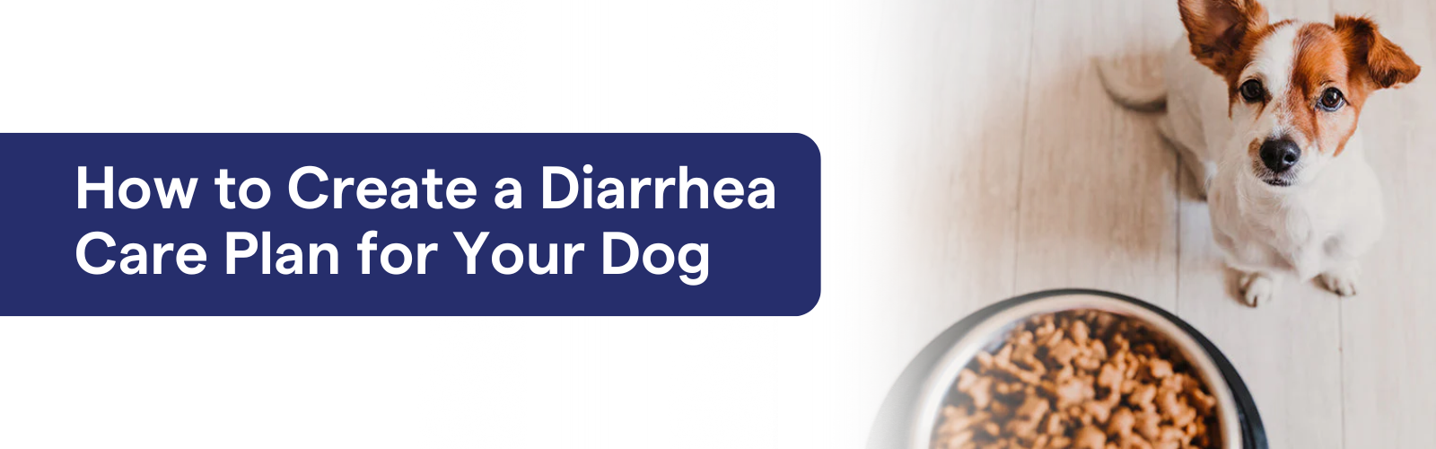 How to Create a Diarrhea Care Plan for Your Dog  – K9 Vitality