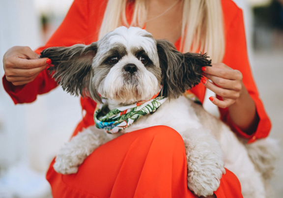 How to Prepare Your Dog for Their First Professional Mobile Grooming Appointment?