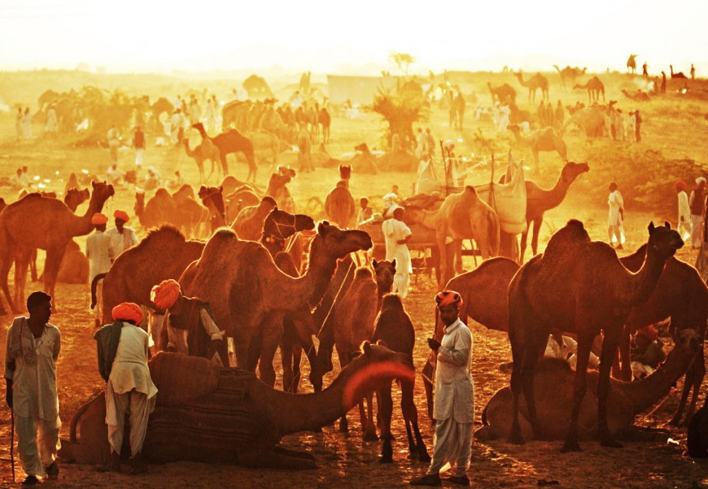 When & where to do Camel Safari in India? - Gets holidays