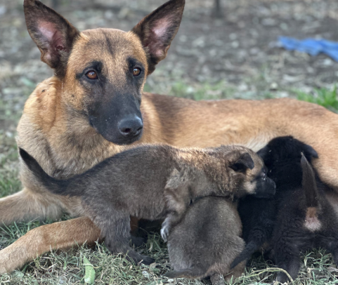 Your Guide to Top Belgian Malinois Breeders in Queensland – VomSirius Working Dogs