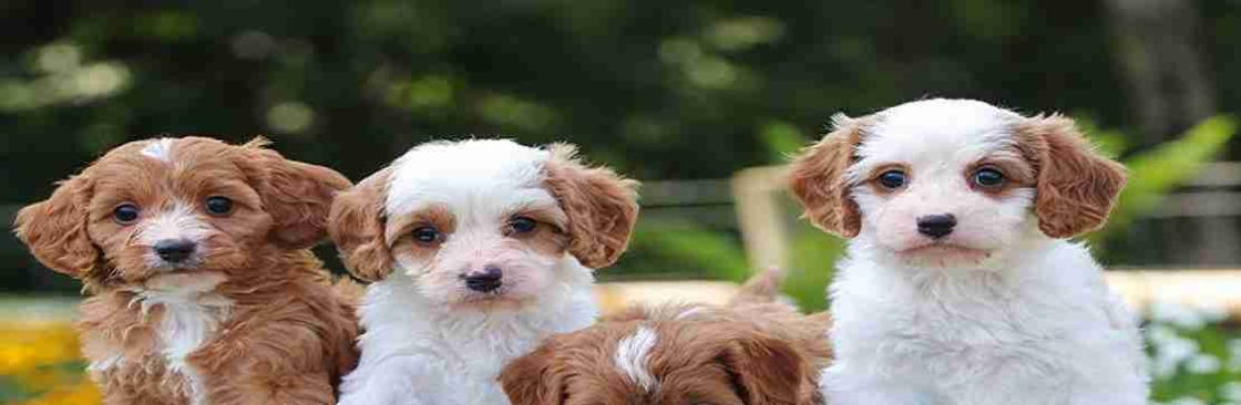 Up and Away Pups Cover Image