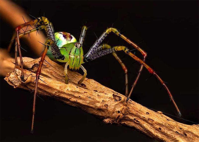 Green Lynx Spider for Sale Belfast | MJS Exotic Petshop