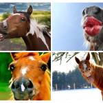 horse names Profile Picture
