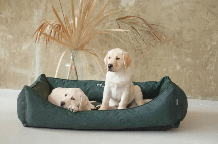 The Ultimate Guide to Choosing the Right Dog Bedding – ReasonsTo.com.au