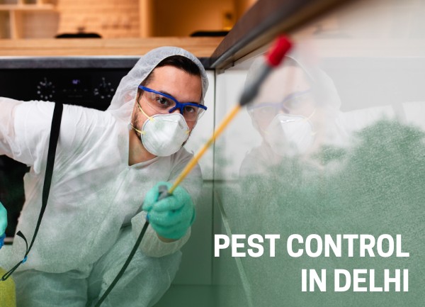 Pest Control in Delhi | Free Inspection & Affordable Charges