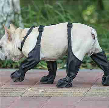 Anti slip dog shoes Profile Picture