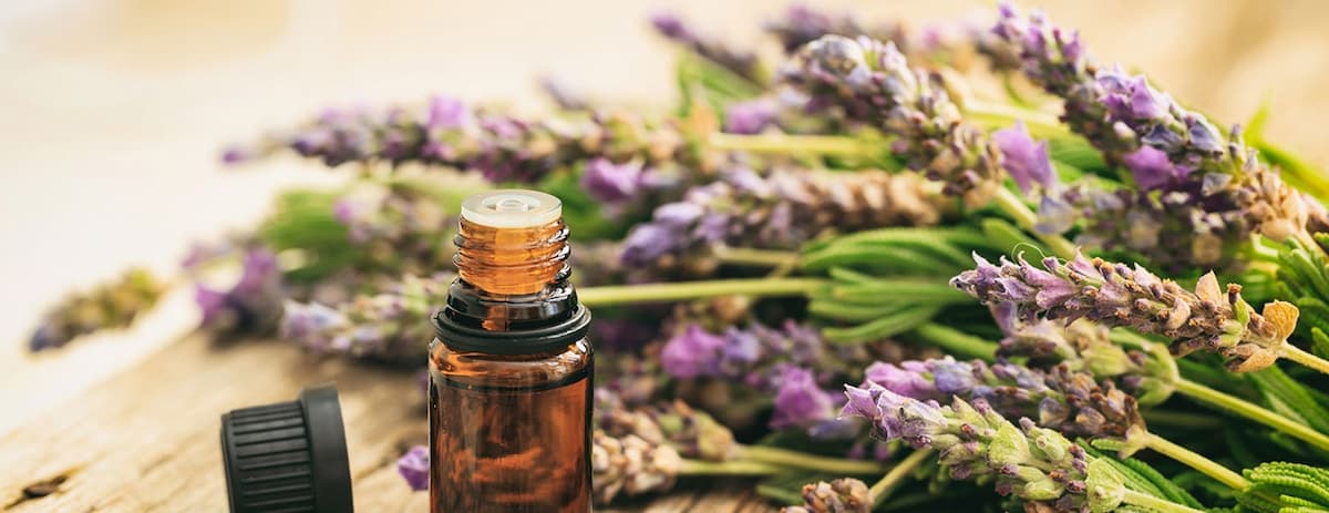 What to Know Before Buying Lavender Essential Oil – Vibe Sphere