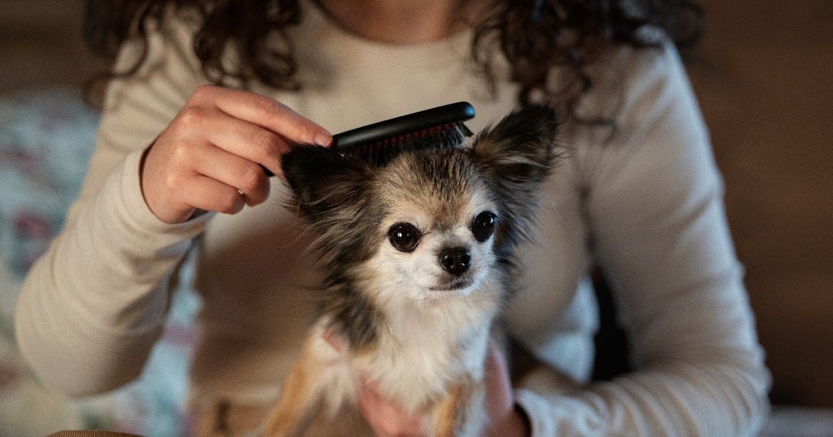 What to Expect During Your Pet’s First Grooming Appointment?