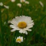 fathin fathii Profile Picture