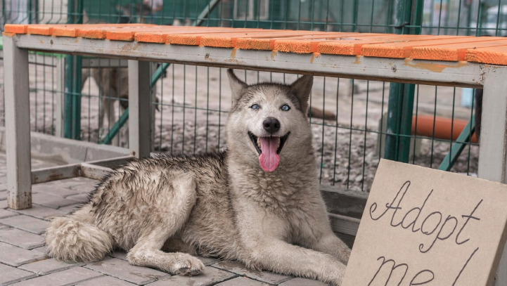 Reporting Stray Dogs – Guide by Pawrpose