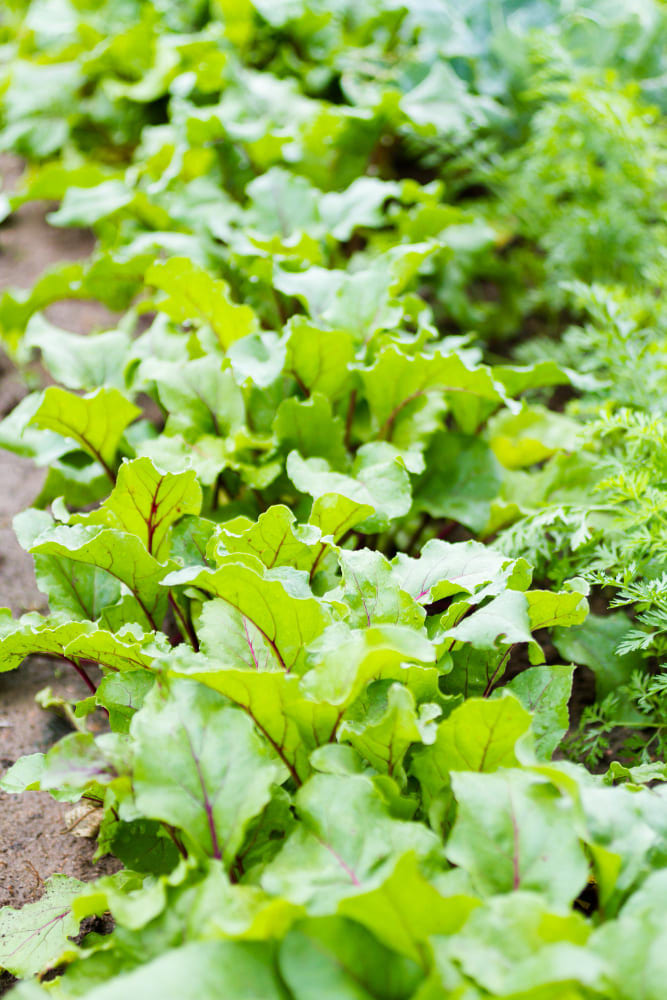 HOME Cafe in Bangalore | Holistic Wellness Cafe in JP Nagar