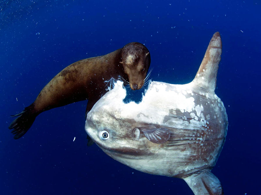 Is the Mola Mola Really the Dumbest Fish? The Truth Revealed