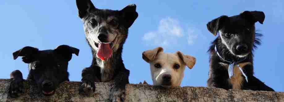 Peace of Mind Pet Care Collective Cover Image