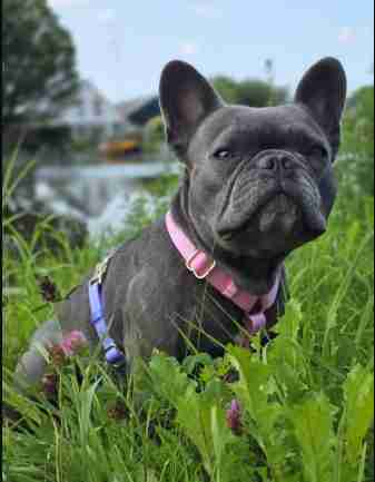 ComfortabeleHondentuigen Profile Picture