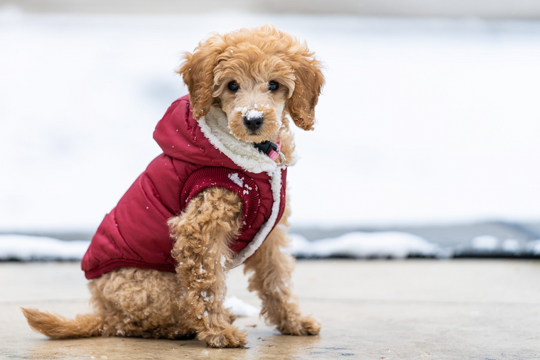 Canine Comfort: How to Build Your Dog’s Seasonal Wardrobe - WholeStory