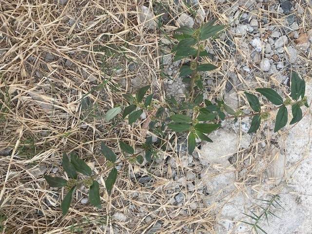 Asthma weed - GILBA SOLUTIONS