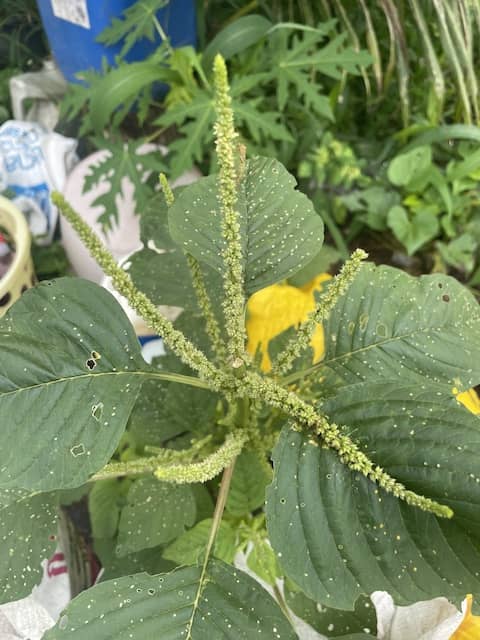 Amaranth - GILBA SOLUTIONS