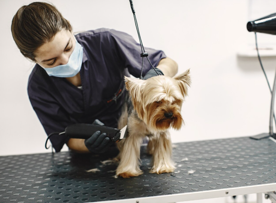 Are Mobile Grooming Services Safer for Fragile Small Dogs Than Salons?