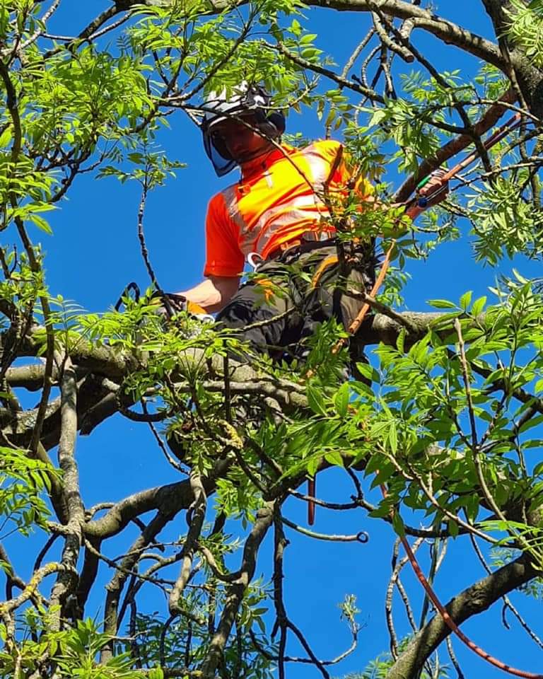 Commercial Tree Surgery Services | Midlands Grounds Maintenance