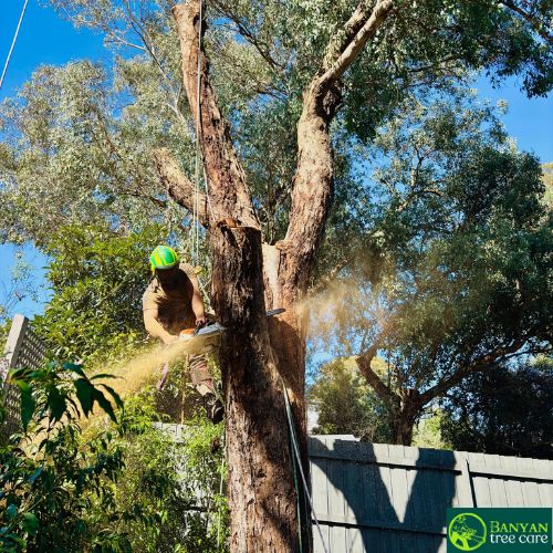 Why Professional Tree Care Is Essential for Melbourne Properties: ext_6936249 — LiveJournal