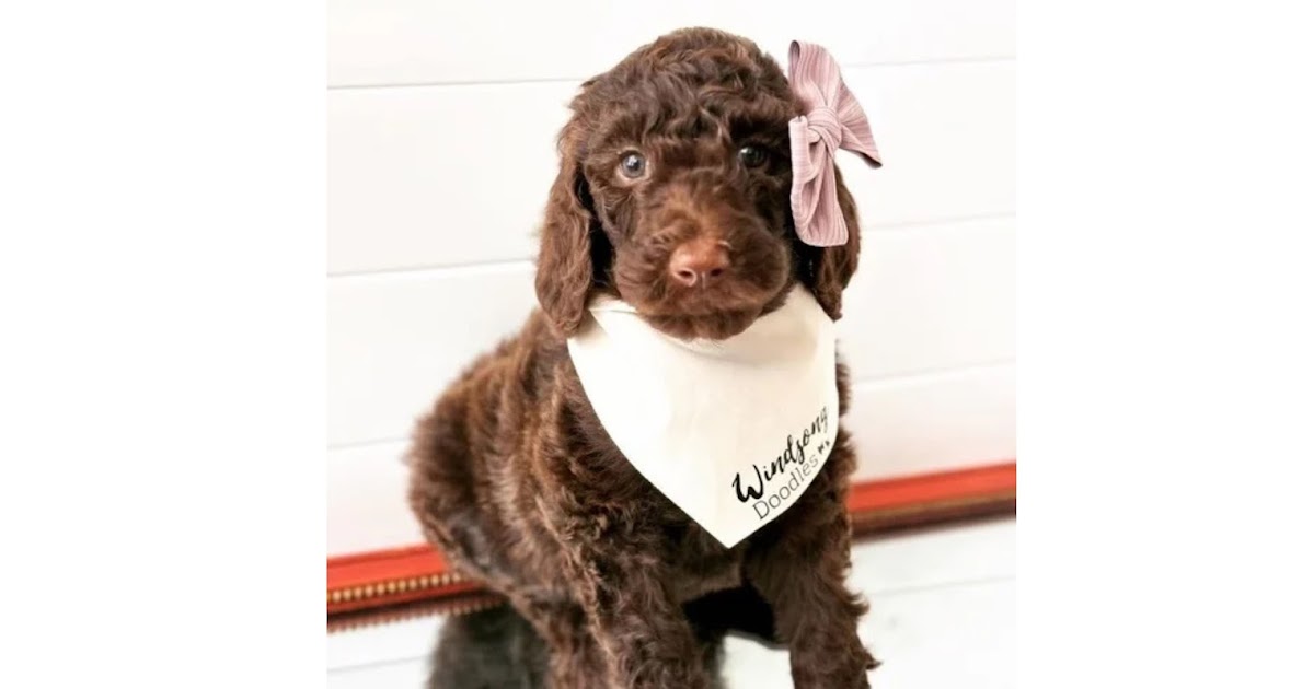 How to Spot Healthy Goldendoodles in Beverly Hills