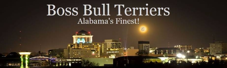 Red Bull Terriers and Brindle Bull Terriers: Everything You Need to Know – Site Title