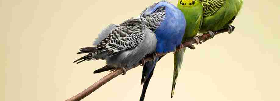 Birdie Boutique Cover Image