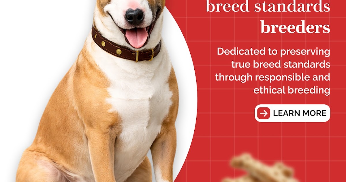 Red Bull Terriers and Brindle Bull Terriers: Everything You Need to Know