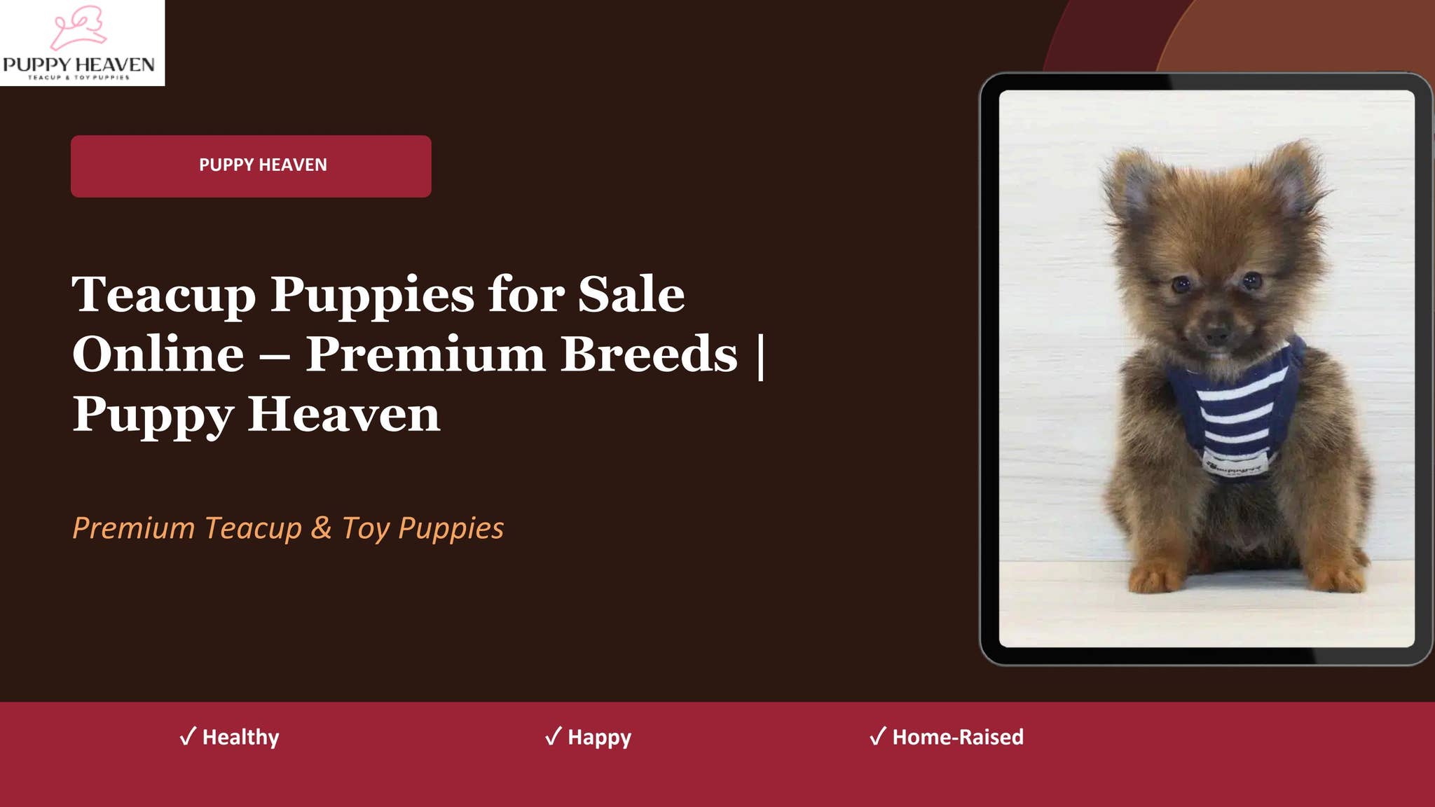 Teacup Puppies for Sale Online – Premium Breeds  Puppy Heaven by Puppy Heaven - Issuu