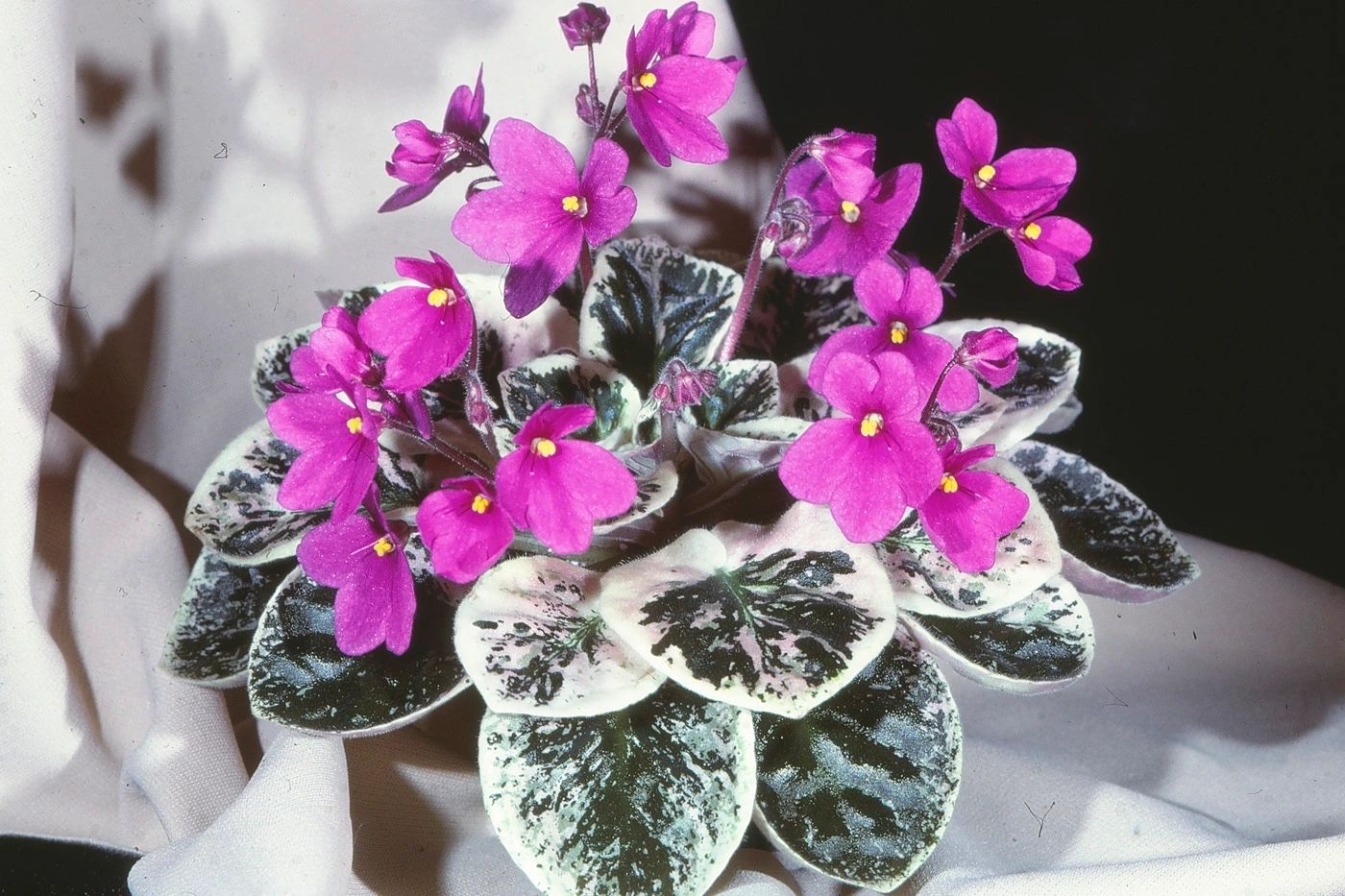 Nadeau African Violet Seeds | Genuine Miniature Seeds