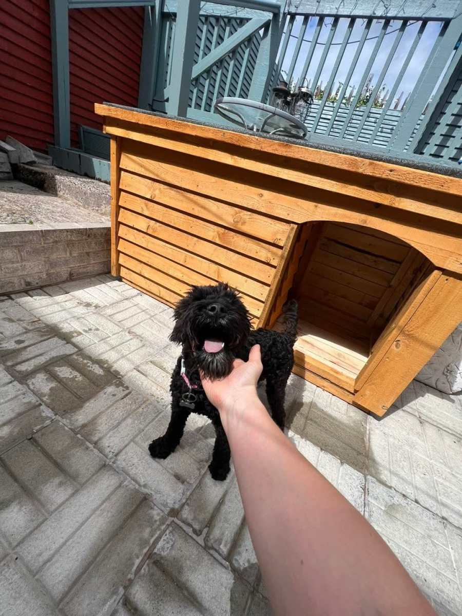 Cat Box for Sale Dublin, Ireland & Cattery for Sale Dublin, Ireland – Dog Kennels Dublin