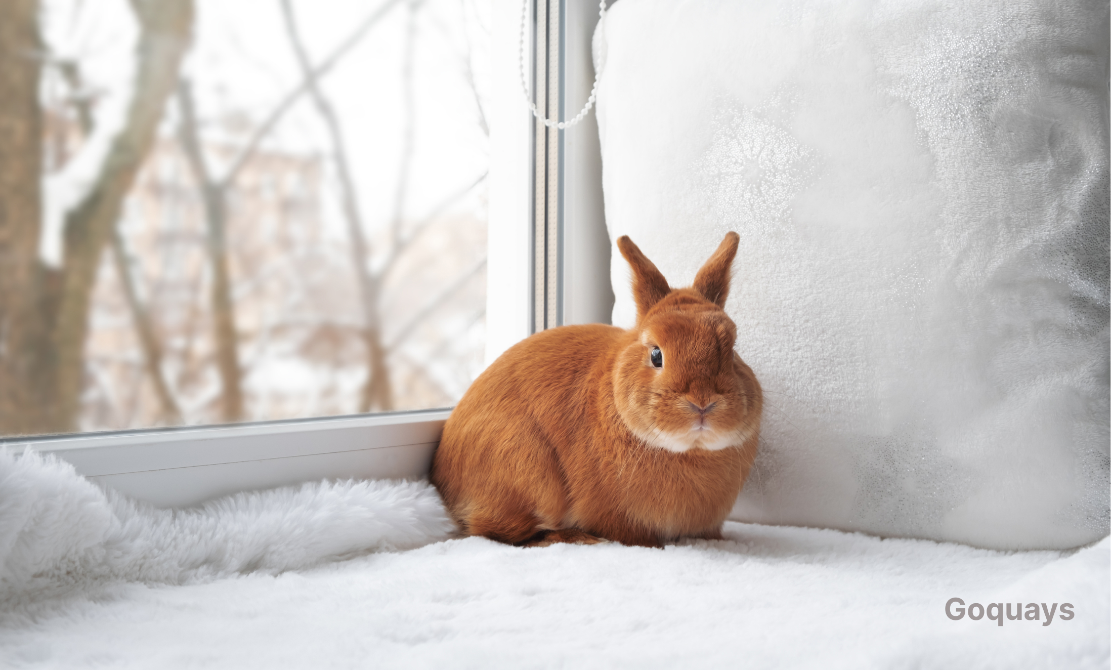 Why Indoor Rabbits Live Longer | Goquays
