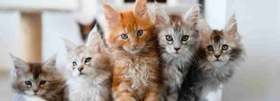 Bella Dolce Maine Coons Profile Picture