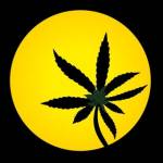 thcity profile picture