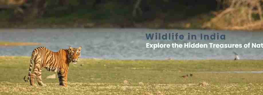 Ima Holiday Cover Image