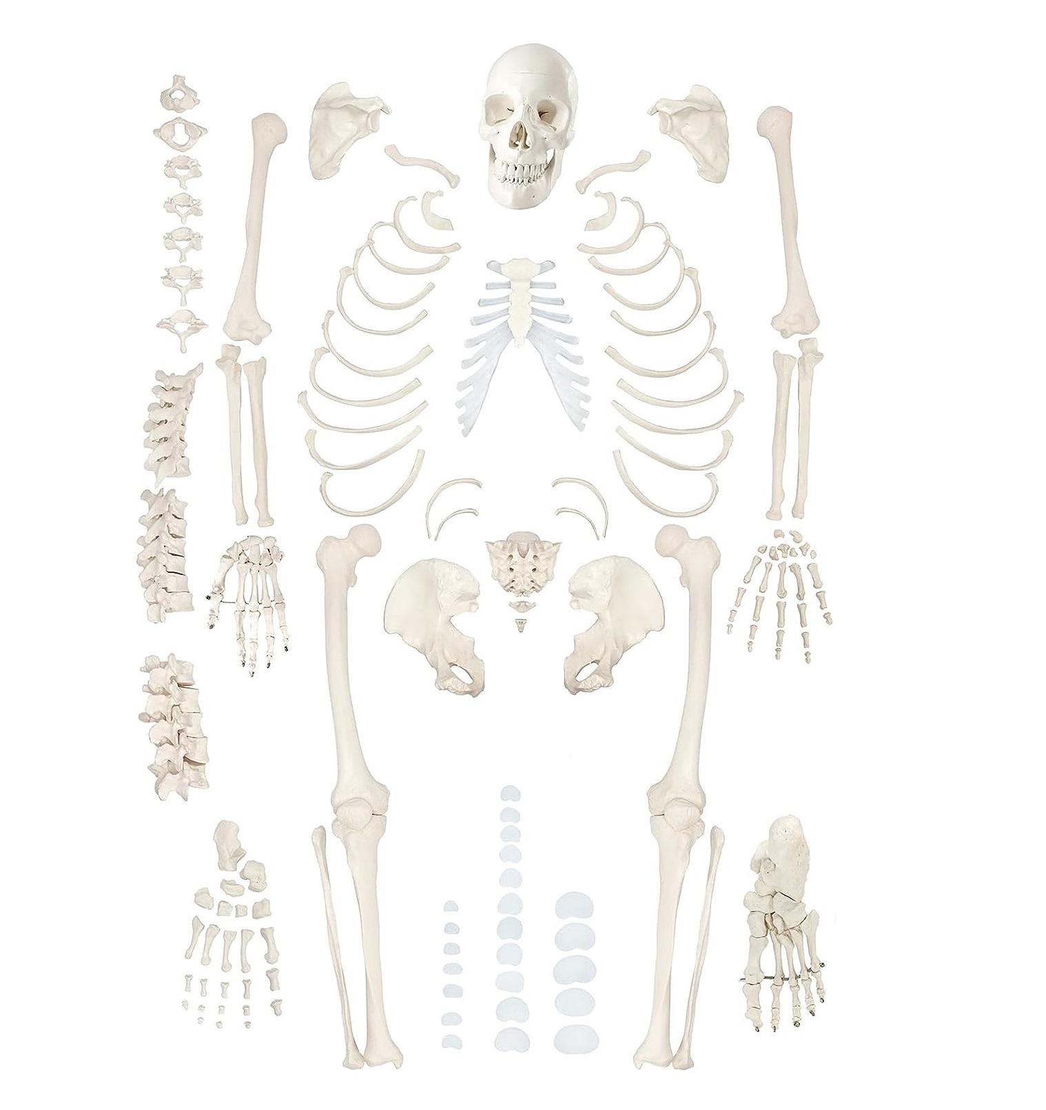 Life-Size Disarticulated Skeleton with Skull Model - Models Cart