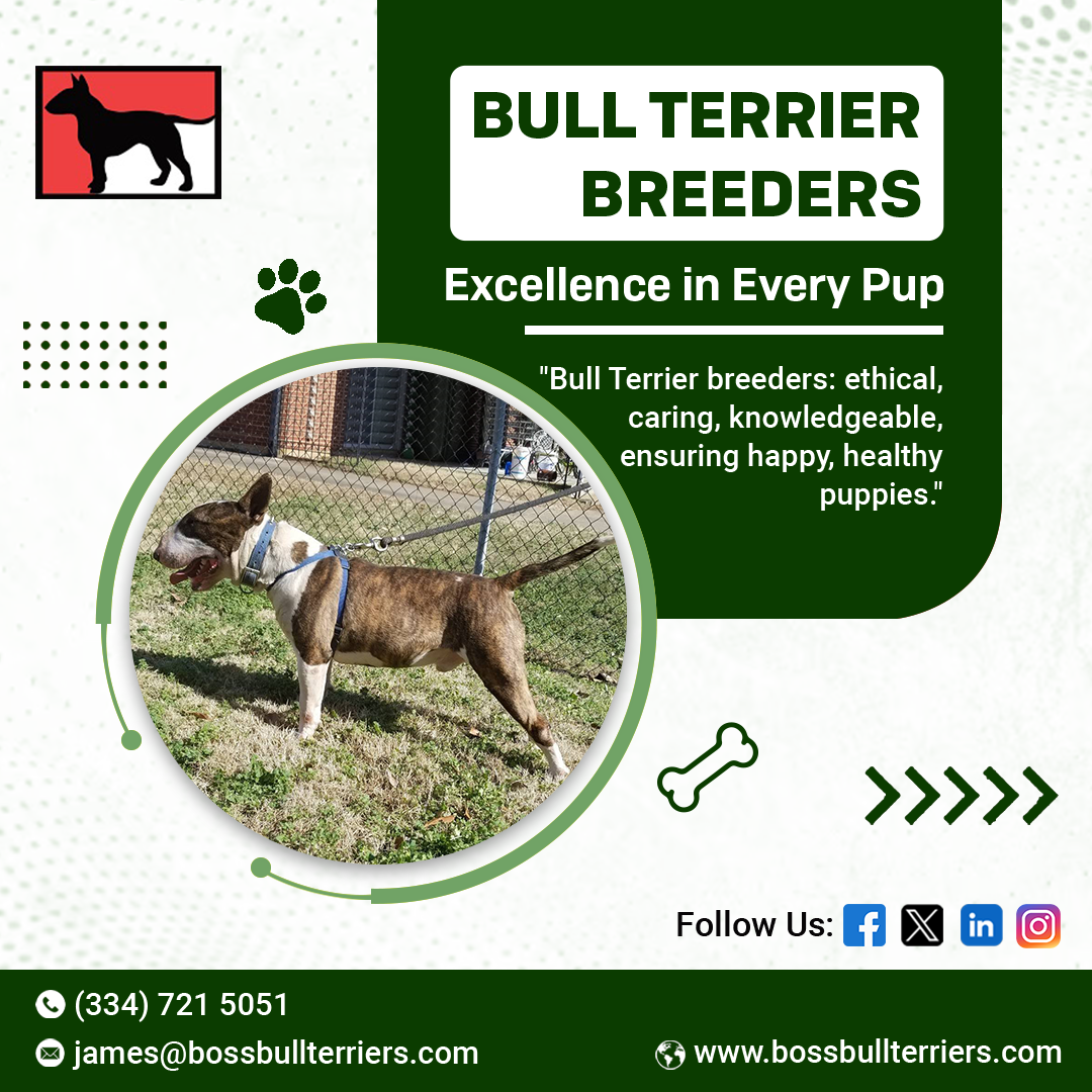 Bull Terrier Puppy Guide: Why Red Bull Terriers Make Exceptional Family Companions – Site Title