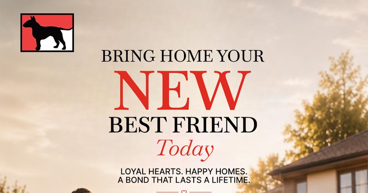 Bull Terrier Puppy Guide: Why Red Bull Terriers Make Exceptional Family Companions
