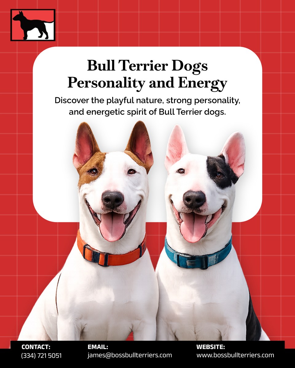 Red Bull Terriers: A Unique and Loyal Companion for Dog Lovers – Site Title