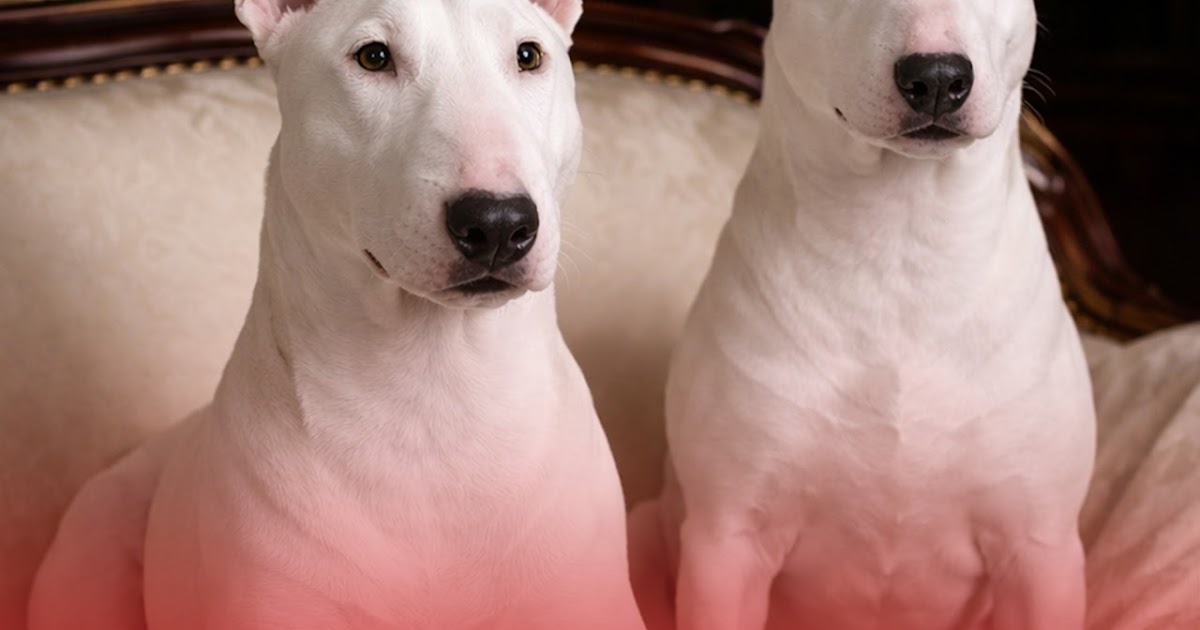 Red Bull Terriers: A Unique and Loyal Companion for Dog Lovers