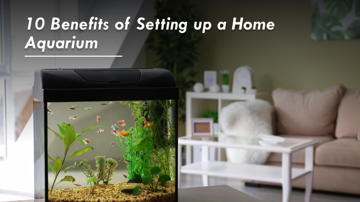 10 Benefits of Setting up a Home Aquarium for a Peaceful Living Space | Phoenix Kessaku