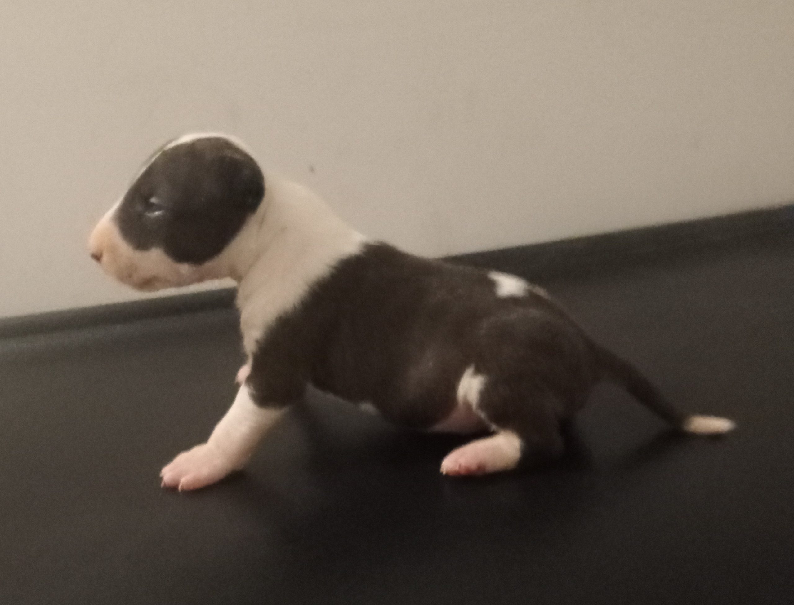 Bull Terrier Puppy for sale | English Bull Terrier, Dogs Montgomery, AL
