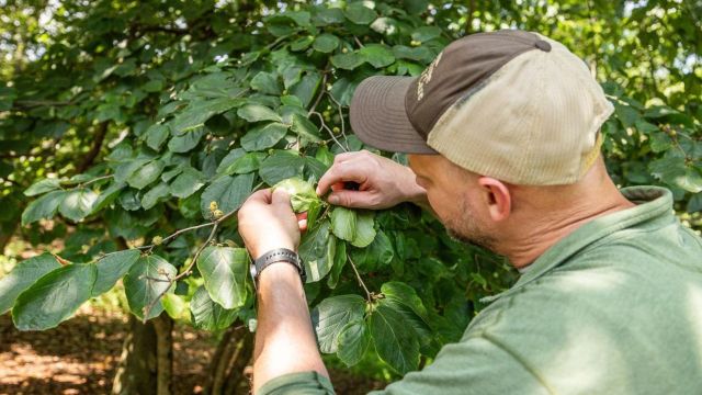Alpine Tree Care: How to Keep Your Trees Healthy Before Small Problems Get Worse – @alpinetreelawn on Tumblr