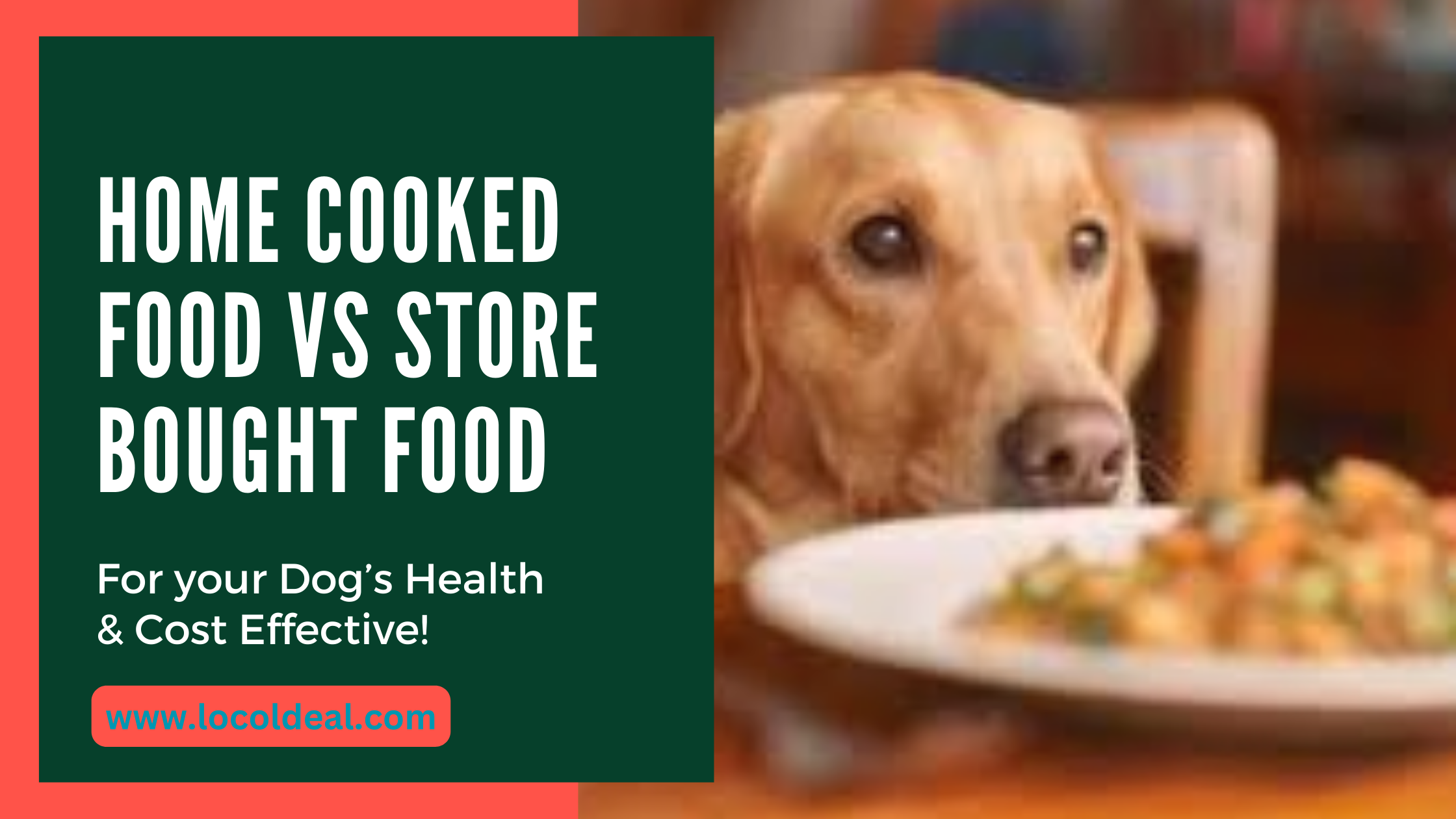 Homecooked vs Store-Bought Dog Food: Health & Cost