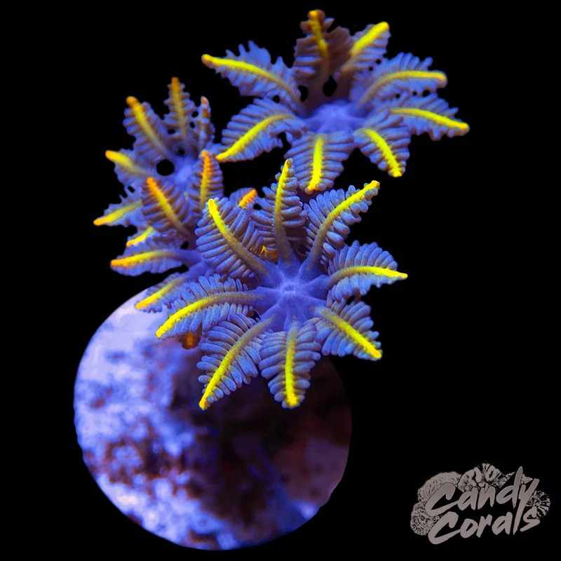 Red Sea Reefers: The Ultimate Choice for a Stunning Reef Aquarium