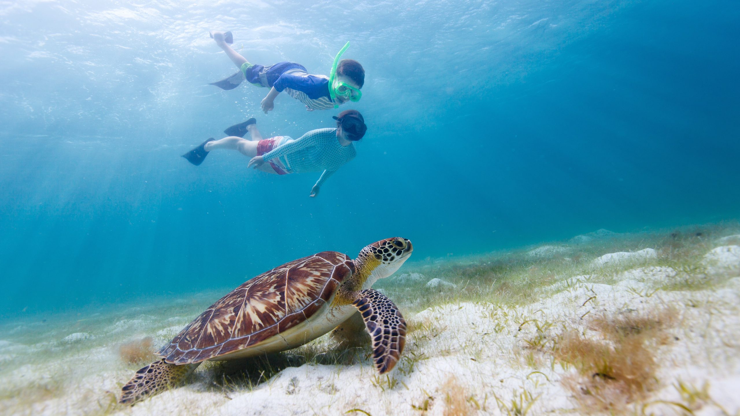 Premier Snorkeling, Diving & Adventure Tours in Muscat, Oman - Octopus Oman Tours