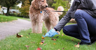 Reliable Pooper Scooper in McKinney for a Cleaner and Healthier Yard