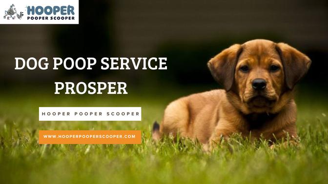 Dog Poop Service Prosper – Keep Your Yard Clean with Hooper Pooper Scooper | Articles | Hooper Pooper Scooper | Gan Jing World - Technology for Humanity | Video & Movie Streaming