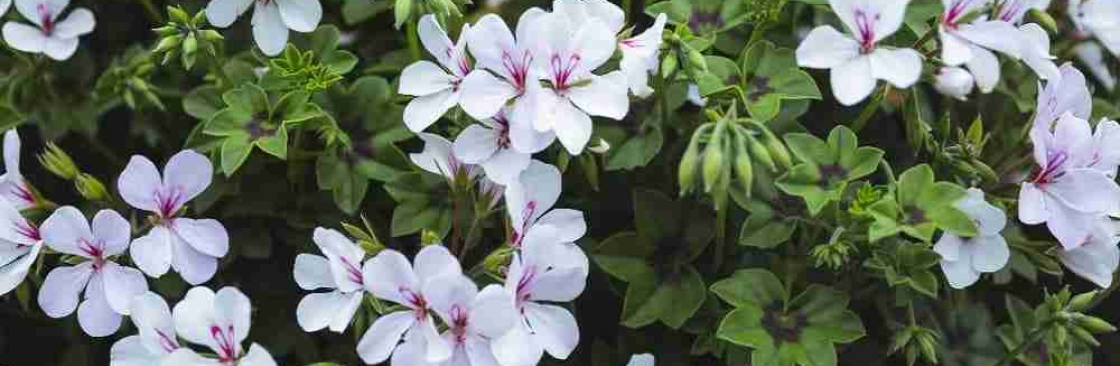 Tannu Ka Garden Cover Image